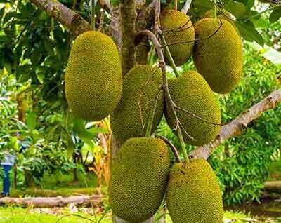 jackfruit weird fruit