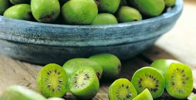 kiwi berries nutrition